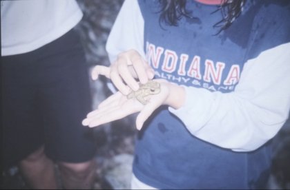 Renacuajos