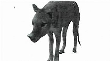 Extinct Tasmanian tiger and sound mosaic for Punto de Vista 2013 trailer, by Kikol Grau
