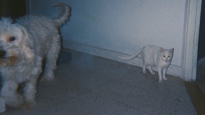 El festival Punto de Vista anuncia su Sección oficial compuesta por diecisiete películas de trece países, así como sus sesiones inaugural y de clausura