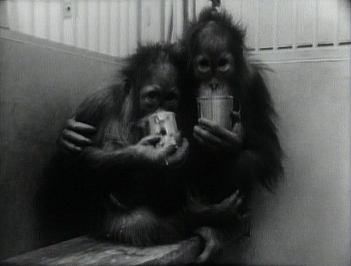 Adios a los animales: Primate
