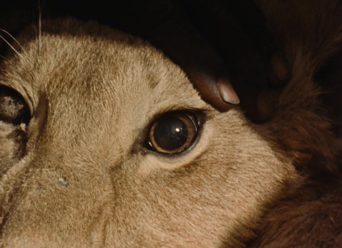 Adios a los animales: Fuglefængere på Færøerne + La Chasse au lion à l'arc